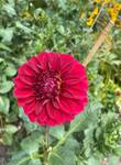 Plant name: Dahlia Dahlia  (files/Image_File/IMG_8464 (1).jpg)